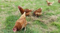 Open pasture chickens